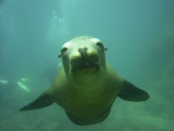 This Sea Lion was in swimming right at me. Barely had tim... by Clyde Smith 